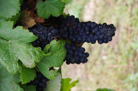 Barossa Valley Wineries Tour With Tastings And Lunch From Adelaide - Attractions Melbourne 5