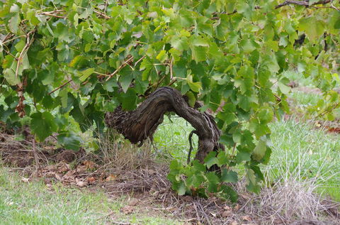Barossa Valley Wineries Tour With Tastings And Lunch From Adelaide - Attractions Melbourne 7