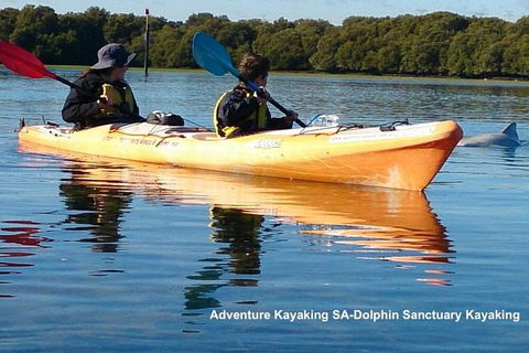 Adelaide Dolphin Sanctuary And Ships Graveyard Kayak Tour - Attractions Melbourne 0