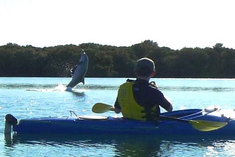 Adelaide Dolphin Sanctuary And Ships Graveyard Kayak Tour - Attractions Melbourne 2