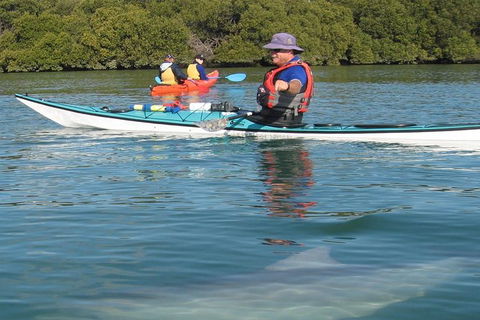 Adelaide Dolphin Sanctuary And Ships Graveyard Kayak Tour - Attractions Melbourne 5
