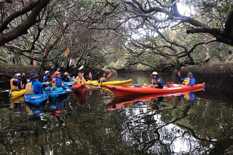 Adelaide Dolphin Sanctuary And Ships Graveyard Kayak Tour - Attractions Melbourne 10