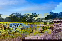 Micro-Group Barossa Valley Wine Tour from Adelaide