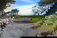 McLaren Vale Wine Tour by Bike