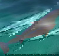 Dolphin Cruise from Adelaide with Optional Dolphin Swim - Attractions Melbourne