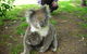 3-Day Adelaide To Melbourne Tour Including The Great Ocean Road - thumb 8