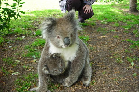 3-Day Adelaide To Melbourne Tour Including The Great Ocean Road - Attractions Melbourne 8
