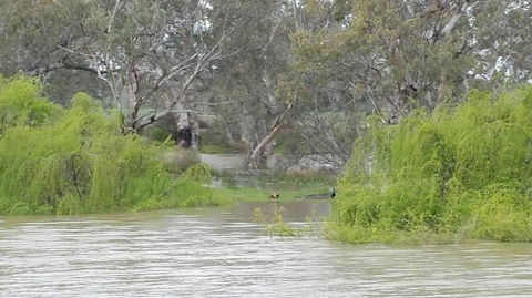 Murray River Riverboat Tour Including Lunch From Adelaide - Attractions Melbourne 4