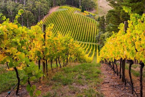 Private Adelaide Hills Wine Region Tour - Attractions Melbourne 0
