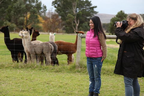 Alpaca Farm 2 Hour Tour - Attractions Melbourne 1