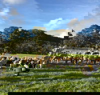 Alpaca Farm 2 hour Tour - Attractions Melbourne