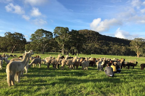 Alpaca Farm 2 Hour Tour - Attractions Melbourne 0