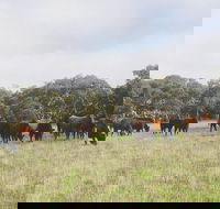 Waitpinga Farm Quad-Bike Tour - Attractions Melbourne