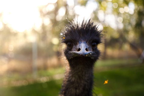 Victor Harbor And McLaren Vale Wine Region Day Tour - Attractions Melbourne 7