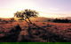 Adelaide To Coober Pedy 7 DAY SMALL GROUP 4WD SAFARI - thumb 4
