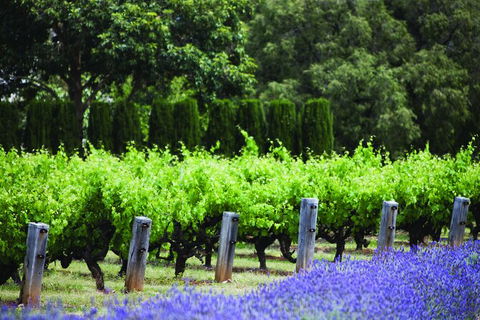 Ultimate Penfolds Magill Estate Experience - Attractions Melbourne 4