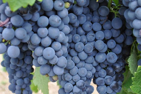 Adelaide Hills Day Tour. Winery Cellar Doors - Attractions Melbourne 7