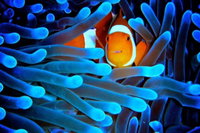 5-Day Best of Cairns with Daintree Kuranda and Great Barrier Reef