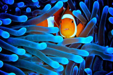 5-Day Best Of Cairns With Daintree, Kuranda, And Great Barrier Reef - Attractions Melbourne 0