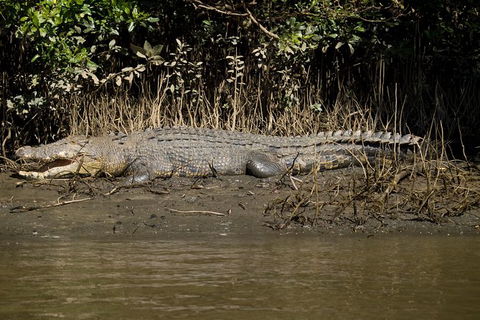 5-Day Best Of Cairns With Daintree, Kuranda, And Great Barrier Reef - Attractions Melbourne 10