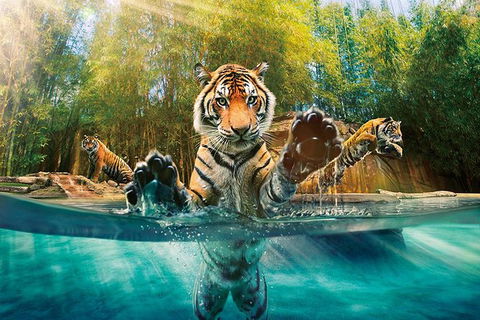 Croc Express To Australia Zoo From Brisbane - Attractions Melbourne 11