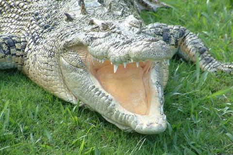 Croc Express To Australia Zoo From Brisbane - Attractions Melbourne 10