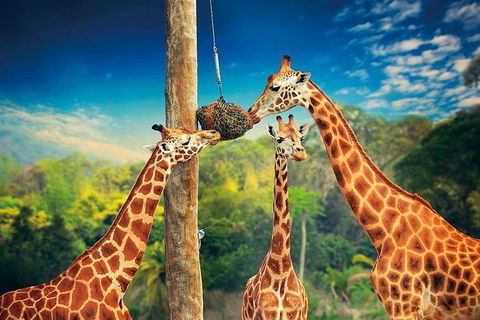 Croc Express To Australia Zoo From Brisbane - Attractions Melbourne 8