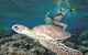 Great Barrier Reef Sailing And Snorkeling Cruise From Port Douglas - thumb 0