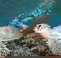 Great Barrier Reef Sailing and Snorkeling Cruise from Port Douglas - Attractions Melbourne