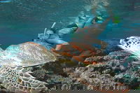 Great Barrier Reef Sailing and Snorkeling Cruise from Port Douglas
