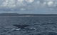 Whitehaven Beach Half-Day Cruises - thumb 7