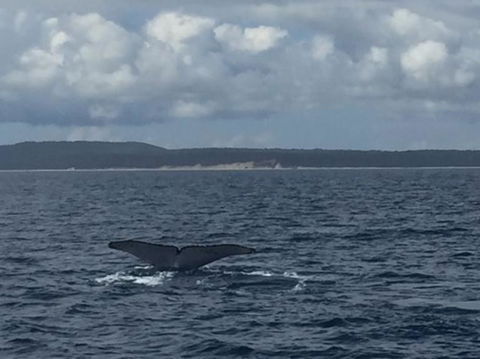 Whitehaven Beach Half-Day Cruises - Attractions Melbourne 7