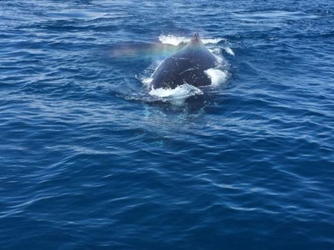 Whitehaven Beach Half-Day Cruises - Attractions Melbourne 8