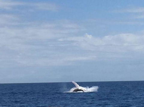 Whitehaven Beach Half-Day Cruises - Attractions Melbourne 4