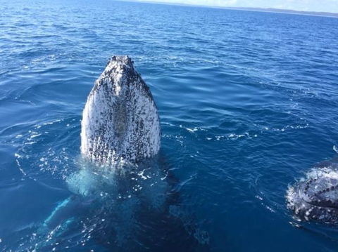 Whitehaven Beach Half-Day Cruises - Attractions Melbourne 3