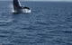 Whitehaven Beach Half-Day Cruises - thumb 5
