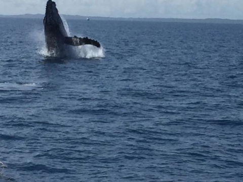 Whitehaven Beach Half-Day Cruises - Attractions Melbourne 5