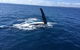 Whitehaven Beach Half-Day Cruises - thumb 2