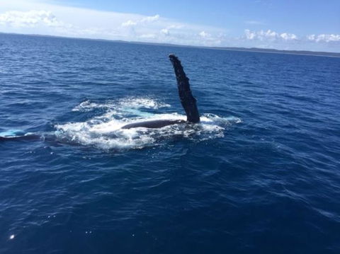 Whitehaven Beach Half-Day Cruises - Attractions Melbourne 2