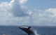 Whitehaven Beach Half-Day Cruises - thumb 6