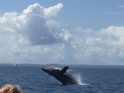 Whitehaven Beach Half-Day Cruises - Attractions Melbourne 6