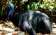 Daintree Rainforest, Cape Tribulation, Mossman Gorge In A Day - thumb 1