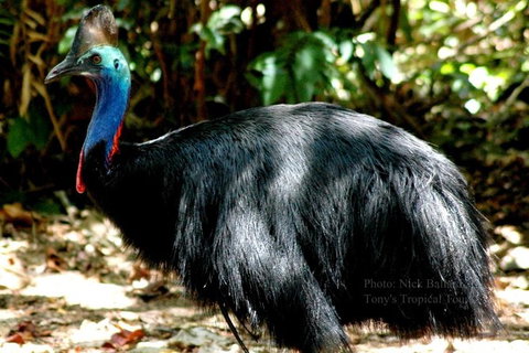 Daintree Rainforest, Cape Tribulation, Mossman Gorge In A Day - Attractions Melbourne 1