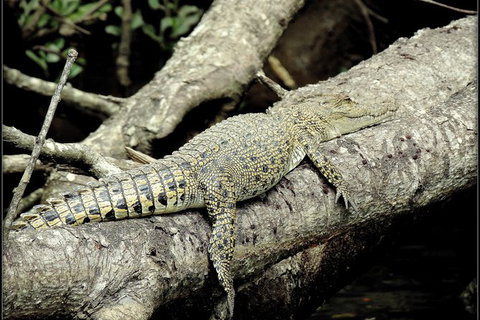 Daintree Rainforest, Cape Tribulation, Mossman Gorge In A Day - Attractions Melbourne 4