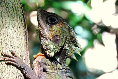 Daintree Rainforest, Cape Tribulation, Mossman Gorge In A Day - Attractions Melbourne 8