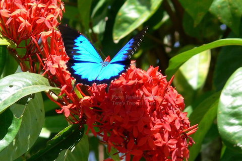 Daintree Rainforest, Cape Tribulation, Mossman Gorge In A Day - Attractions Melbourne 9