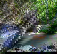 Springbrook andTamborine Rainforest Tour Incl Natural Bridge and Glow Worm Cave