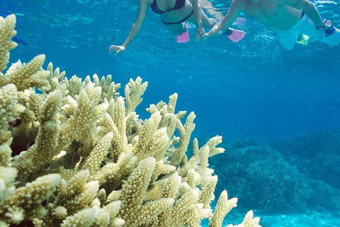 Silversonic Outer Great Barrier Reef Dive And Snorkel Cruise From Port Douglas - Attractions Melbourne 1