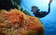Silversonic Outer Great Barrier Reef Dive And Snorkel Cruise From Port Douglas - thumb 3