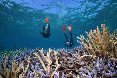 Silversonic Outer Great Barrier Reef Dive And Snorkel Cruise From Port Douglas - Attractions Melbourne 8